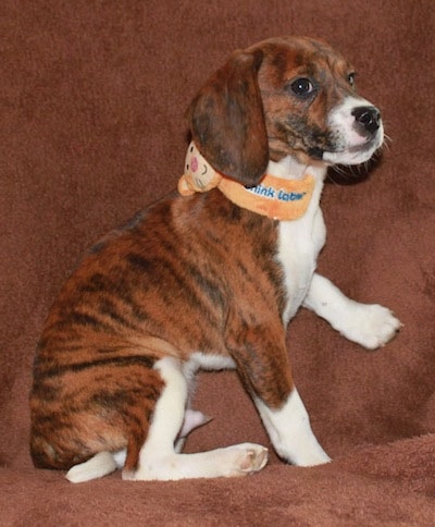 The right side of a brown brindle Queen Elizabeth Pocket Beagle sitting on a brown towel that is over a couch looking to the right.